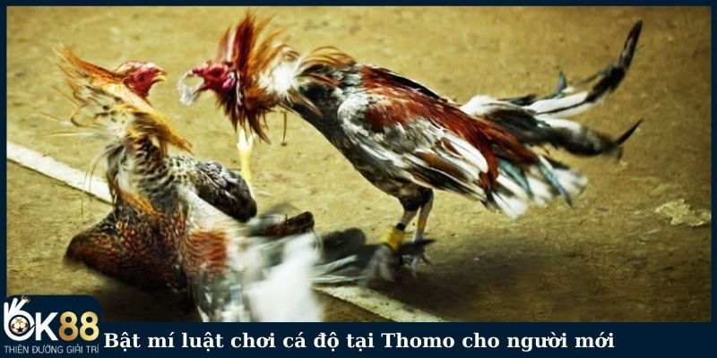 Bật mí luật chơi cá độ tại Thomo cho người mới