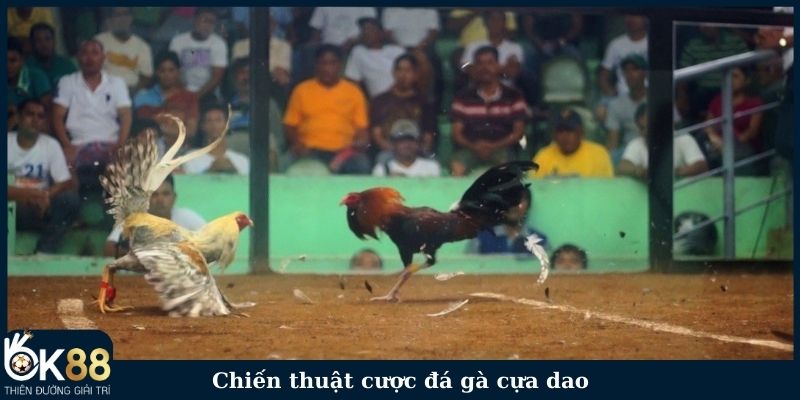 Chiến thuật cược đá gà cựa dao