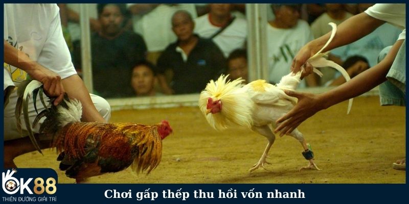 Chơi gấp thếp thu hồi vốn nhanh