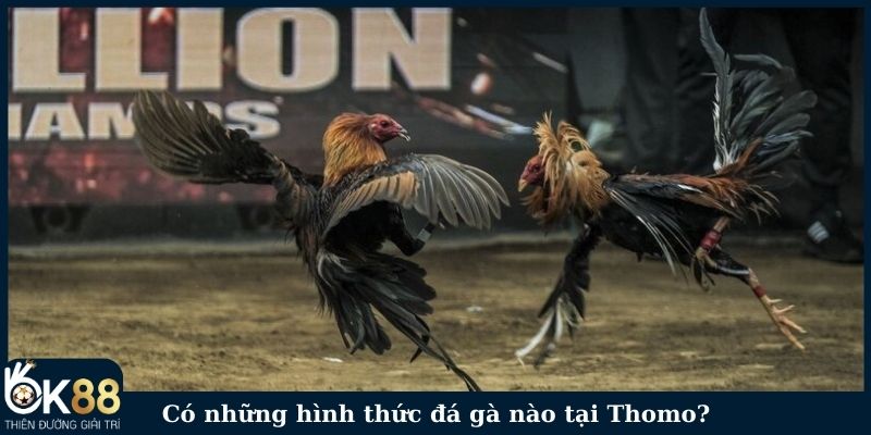 Có những hình thức đá gà nào tại Thomo?