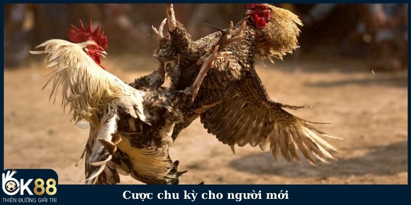 Cược chu kỳ cho người mới