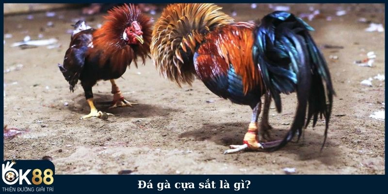 Đá gà cựa sắt là gì?