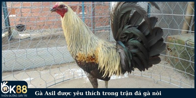 Gà Asil được yêu thích trong các trận đá gà nòi