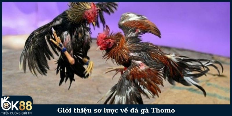 Giới thiệu sơ lược về đá gà Thomo