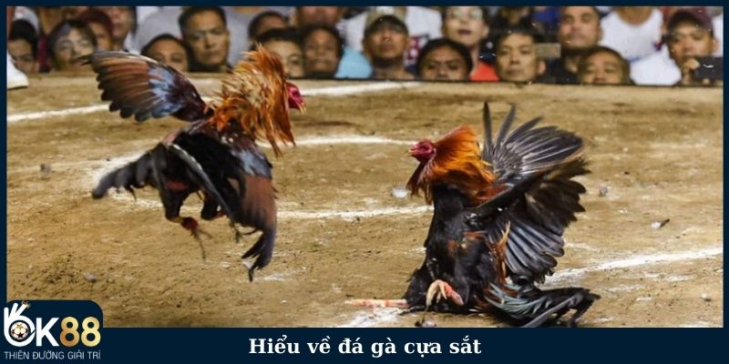 Hiểu về đá gà cựa sắt