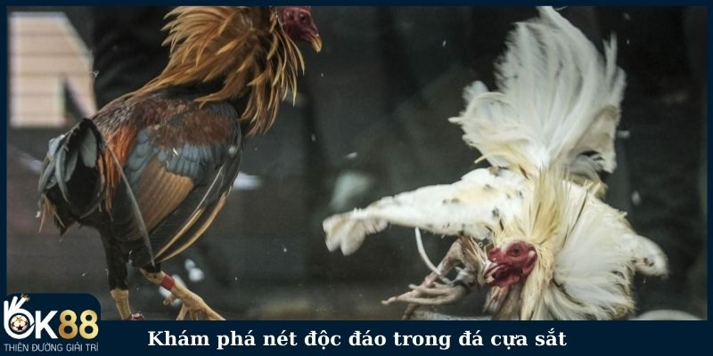 Khám phá nét độc đáo trong đá cựa sắt