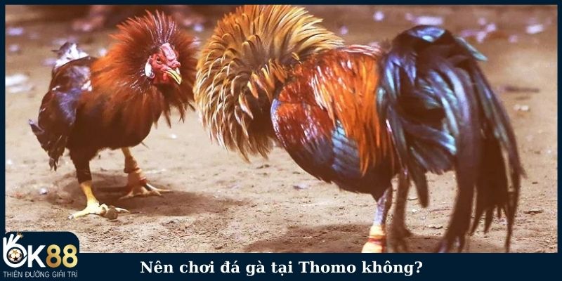 Nên chơi đá gà tại Thomo không?