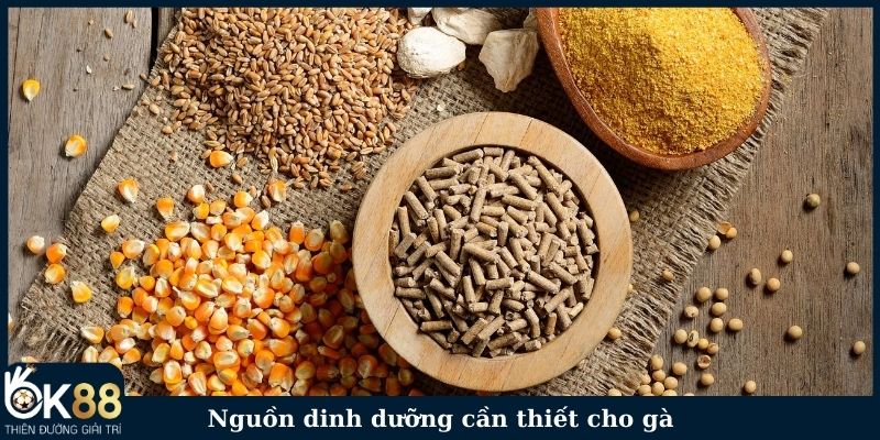 Nguồn dinh dưỡng cần thiết cho gà