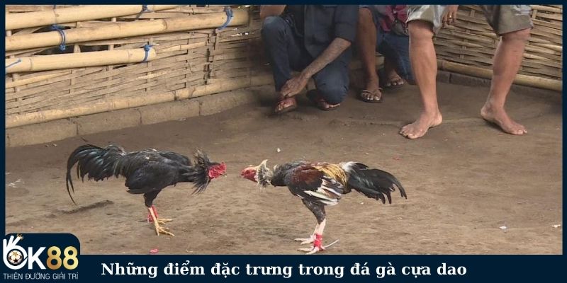 Những điểm đặc trưng trong đá gà cựa dao là gì?