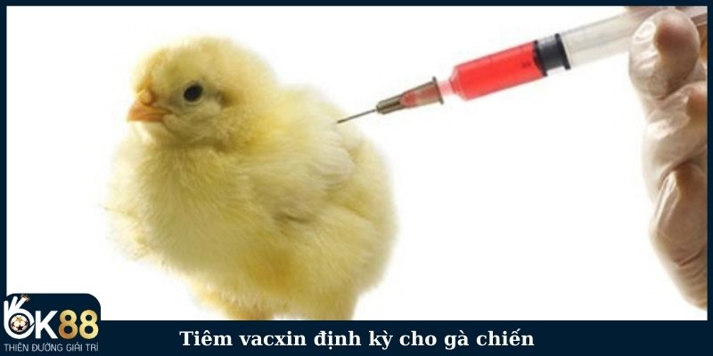 Tiêm vacxin định kỳ cho gà chiến