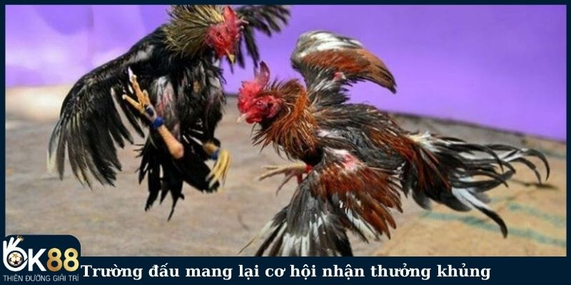 Trường đấu mang lại cơ hội nhận thưởng khủng