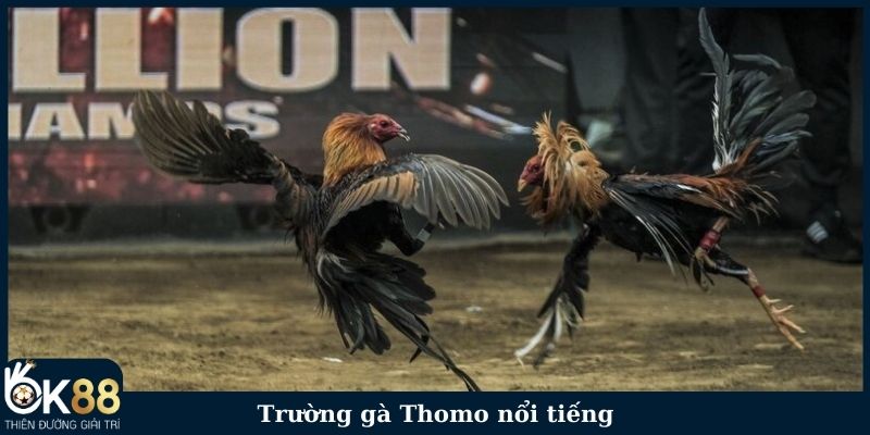 Trường gà Thomo nổi tiếng