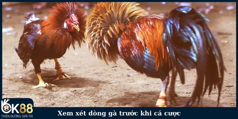 Xem xét dòng gà trước khi cá cược