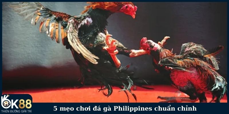 5 mẹo chơi đá gà Philippines chuẩn chỉnh