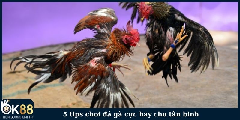 5 tips chơi đá gà cực hay cho tân binh