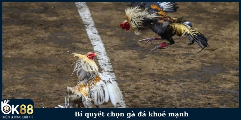 Bí quyết chọn gà đá khỏe mạnh