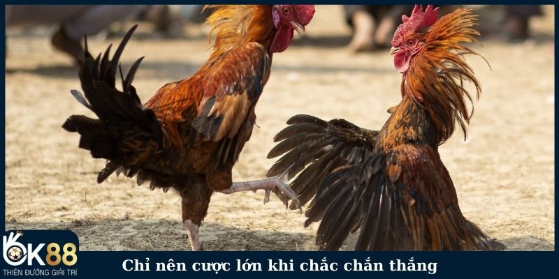 Chỉ nên cược lớn khi chắc chắn thắng