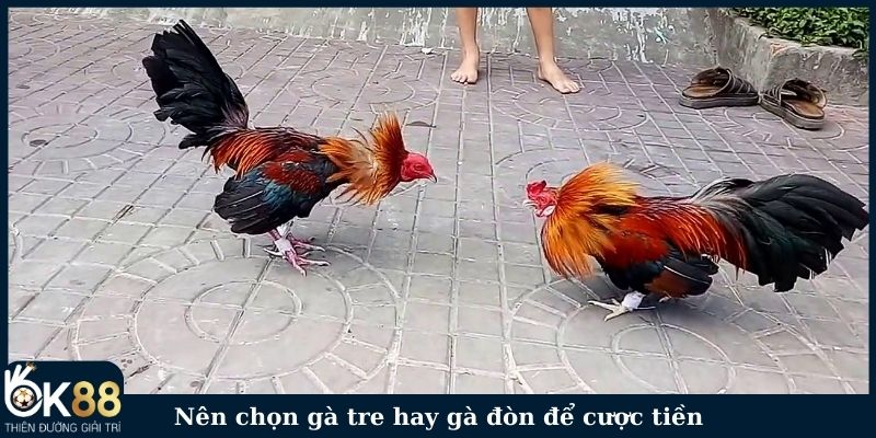 Nên chọn gà tre hay gà đòn để cược tiền?