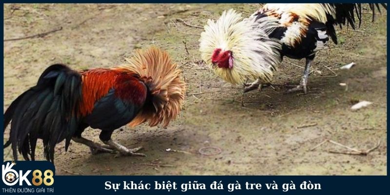 Sự khác biệt giữa đá gà tre và gà đòn