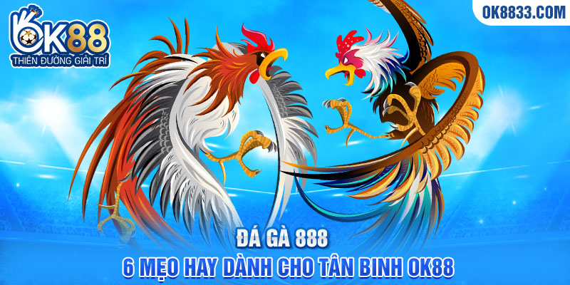 Đá gà 888 6 mẹo hay dành cho tân binh ok88