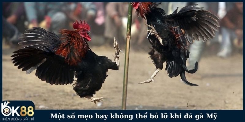 Một số mẹo hay không thể bỏ lỡ khi đá gà Mỹ