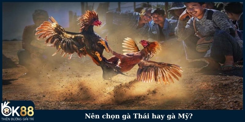 Nên chọn gà Thái hay gà Mỹ?