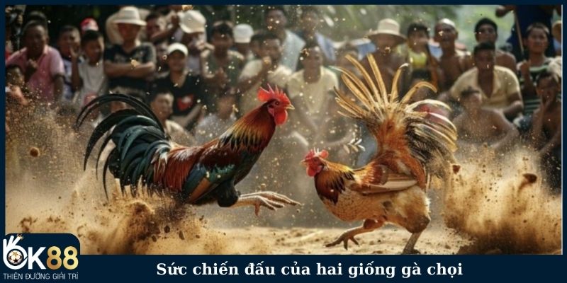 Sức chiến đấu của hai giống gà chọi