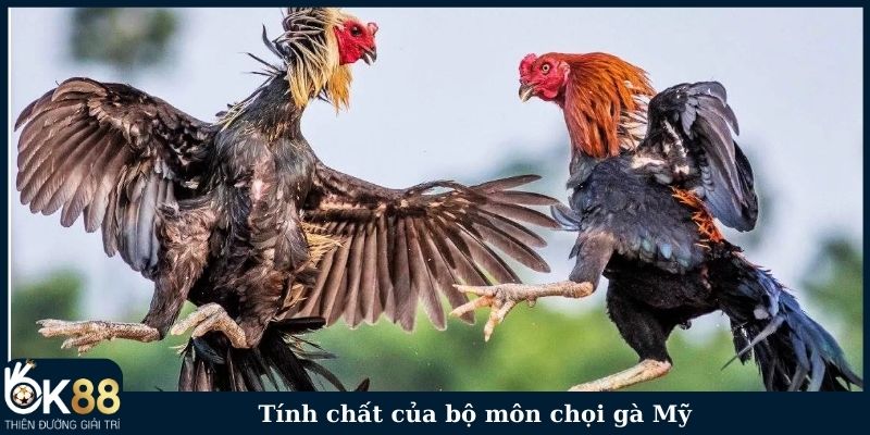 Tính chất của bộ môn chọi gà Mỹ